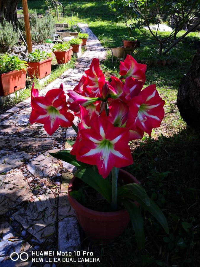 Villa Magia Ipsos Esterno foto